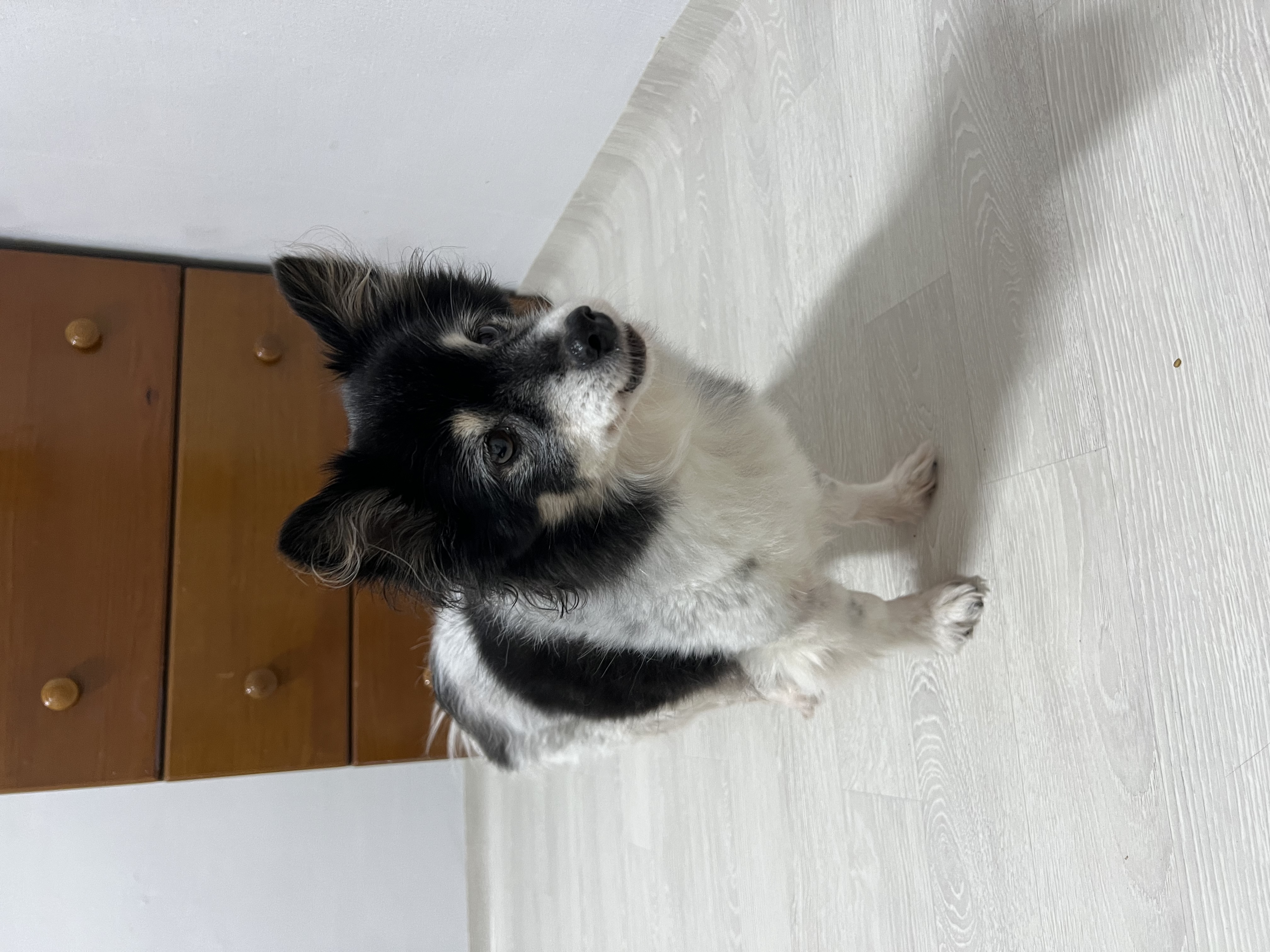dog1